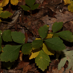 Rhus aromatica aromatica