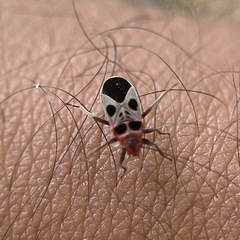 Tropidothorax maculatus