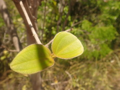 Dichaetanthera
