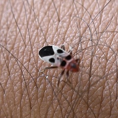 Tropidothorax maculatus