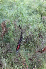 Persoonia longifolia