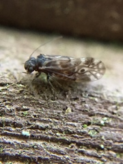 Peripsocus alboguttatus