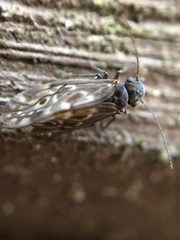 Peripsocus alboguttatus