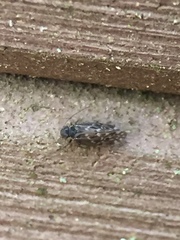 Peripsocus alboguttatus