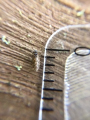 Peripsocus alboguttatus