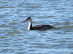 Podiceps cristatus