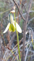 Albuca juncifolia