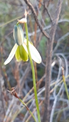 Albuca juncifolia