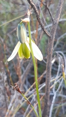 Albuca juncifolia