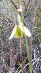 Albuca juncifolia