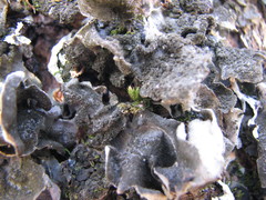 Leptogium hirsutum