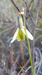 Albuca juncifolia