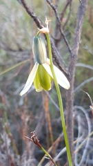 Albuca juncifolia