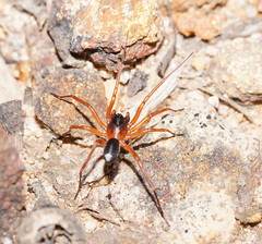 Leichhardteus conopalpis
