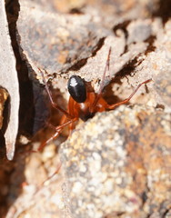 Leichhardteus conopalpis