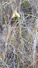 Albuca juncifolia