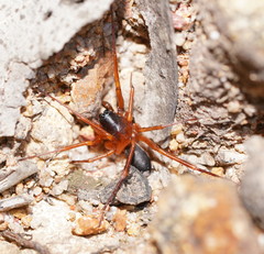 Leichhardteus conopalpis