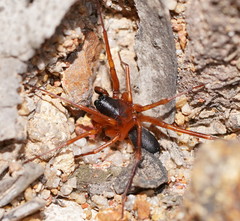Leichhardteus conopalpis