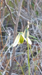Albuca juncifolia