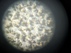 Leptogium hirsutum
