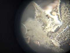 Leptogium hirsutum