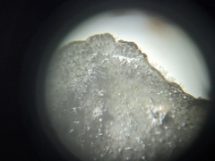 Leptogium hirsutum