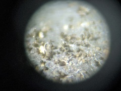 Leptogium hirsutum