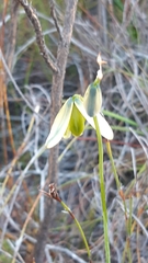 Albuca juncifolia