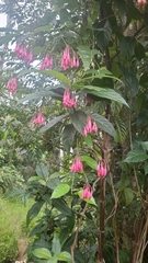 Ipomoea repanda