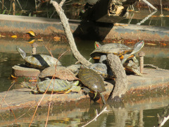 Trachemys scripta elegans