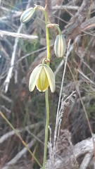 Albuca juncifolia