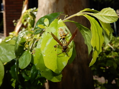 Polistes japonicus