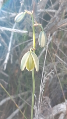 Albuca juncifolia