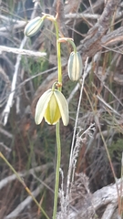 Albuca juncifolia