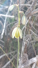 Albuca juncifolia
