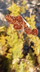 Thamnochortus fruticosus