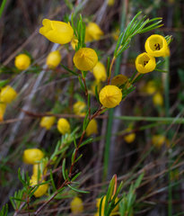 Erica campanularis