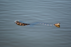 Nerodia sipedon williamengelsi