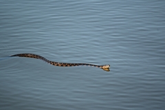 Nerodia sipedon williamengelsi