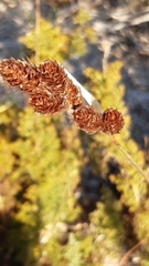 Thamnochortus fruticosus