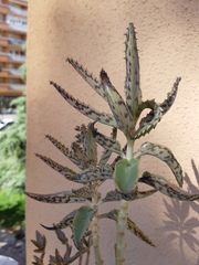 Kalanchoe × houghtonii