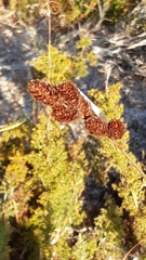 Thamnochortus fruticosus
