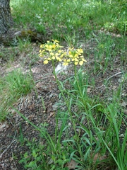 Erysimum sylvestre