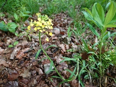 Erysimum sylvestre