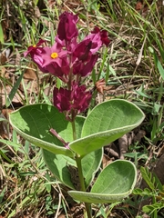 Prestonia erecta