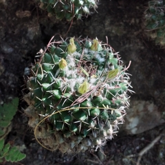 Mammillaria karwinskiana karwinskiana