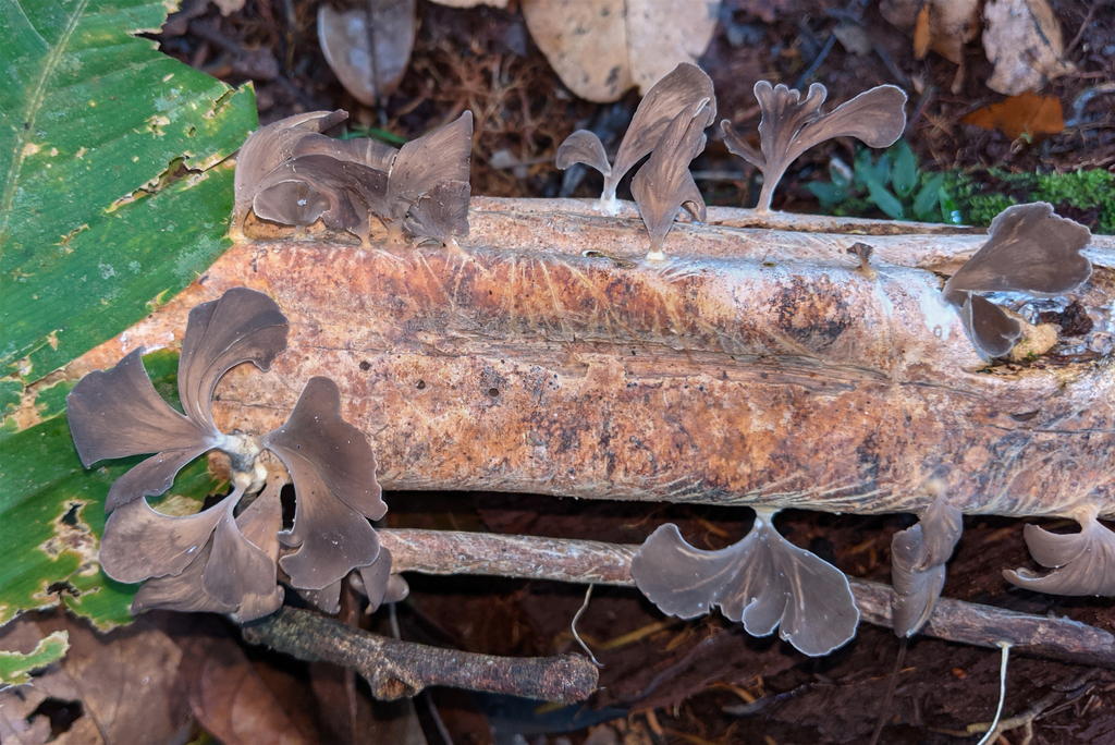 Inflatostereum glabrum