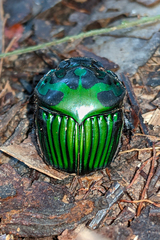 Oxysternon conspicillatum