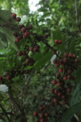 Doliocarpus dentatus