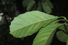 Doliocarpus dentatus